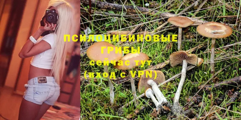 Галлюциногенные грибы Psilocybine cubensis  Духовщина 